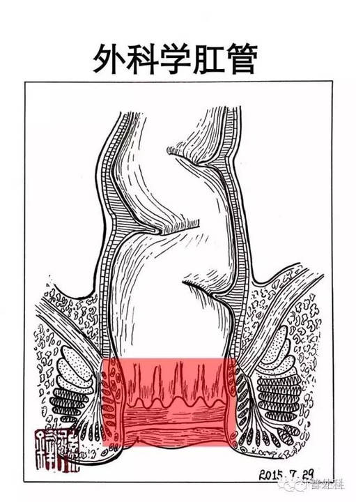 划分为必然造成临床工作混乱,现大多学者推荐使用 解剖学肛管的概念
