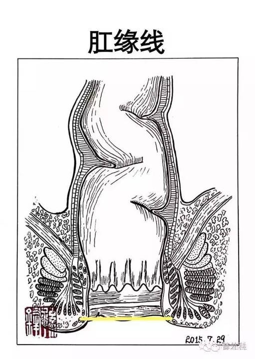 认为解剖学肛管的上界齿状线是两种不同来源组织结构的分界线,肉眼易