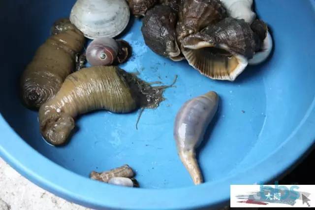 海螺,海葵,嘎啦,对了,还有一个就是今天要说的海老鼠,也叫海棒槌,居然