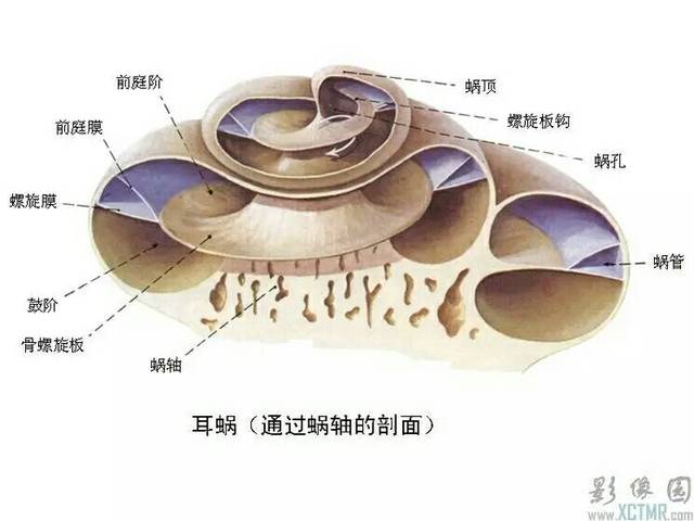 咽鼓管的主要作用是使中耳内的空气跟外界空气相通,使鼓膜内,外的气压