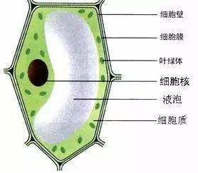 植物细胞融合依据的生物学原理是什么