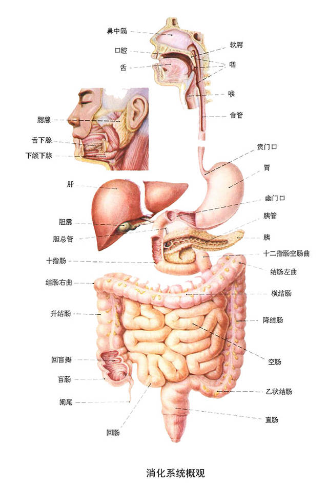 腹股沟疝气对女性危害到底有多大?