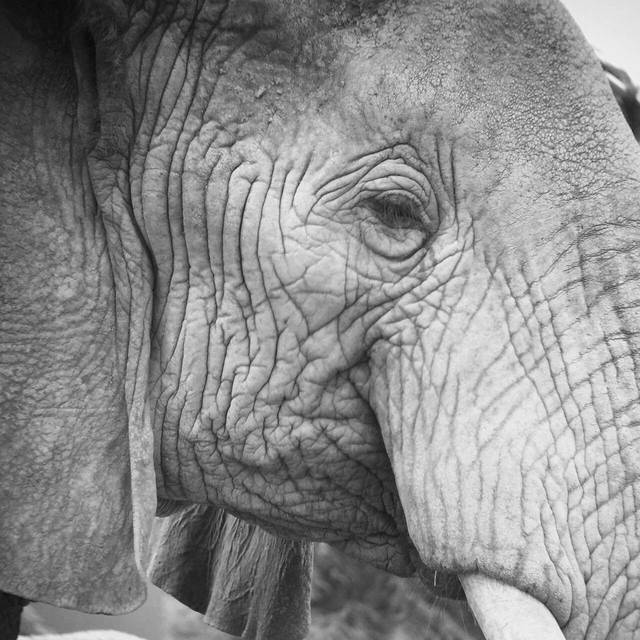 一些专家认为,按照现在的速度,非洲的大象将在 20年内灭绝.