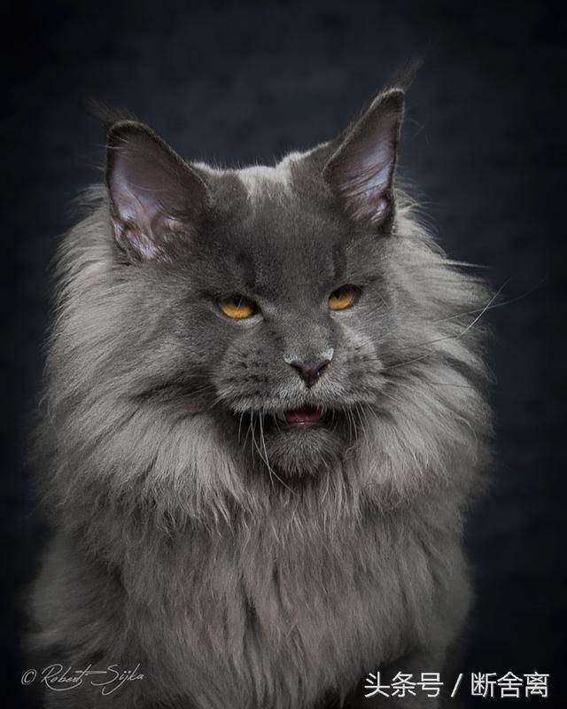 神兽:世界最大驯养猫缅因猫的大气磅礴之美!震撼