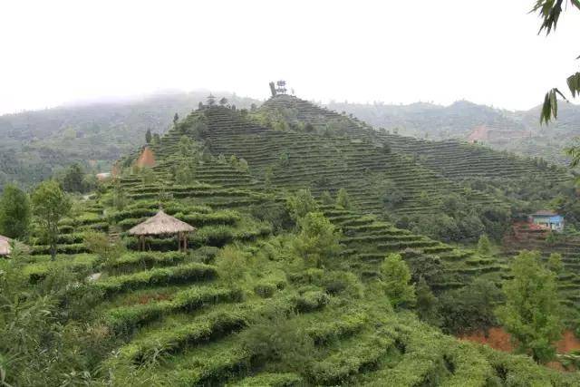 万亩茶梯随山而建,大大小小的茶峰,犹如一座座"金字塔,凌云茶山