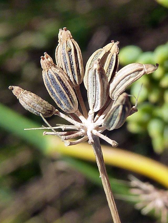 八角茴香,现在也被称为"大茴香".图片:wikipedia