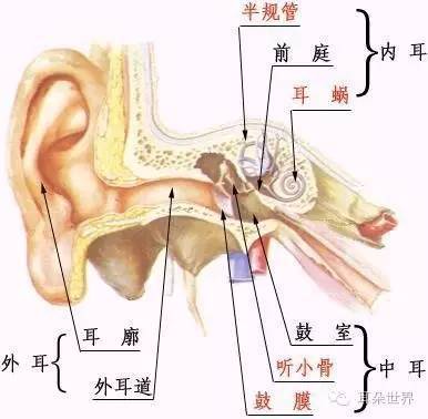 耳朵各部分功能详解-听力知识