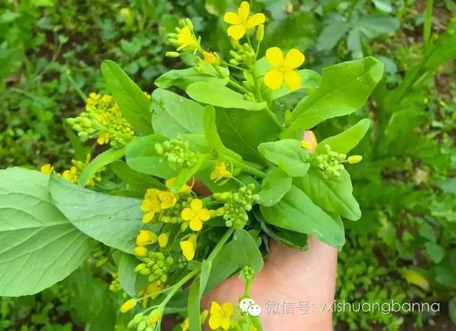 南瓜花,生苦瓜拌南瓜花,南瓜花饼,南瓜花粥…… 新鲜的姜苗花蘸"剁生"