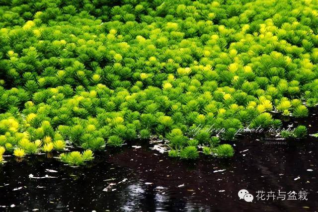 24种常见的水生植物,你那里还能看得到么?
