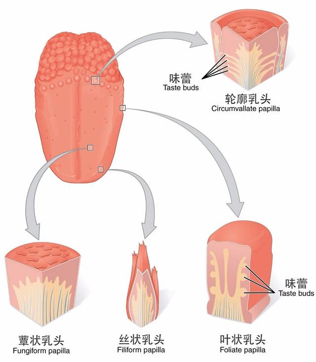 以人为例,舌头上分布着四种基本类型的乳头,除了丝状乳头以外,周围都
