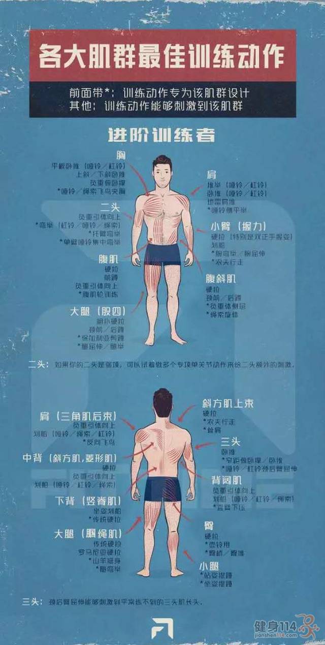 超级实用的干货「各大肌群最佳训练动作」