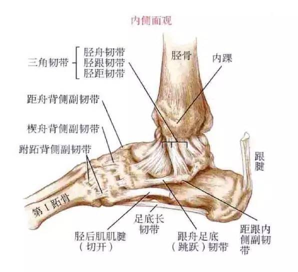 踝关节的外侧副韧带由三束构成,分别为:距腓前韧带,跟腓韧带和距腓后