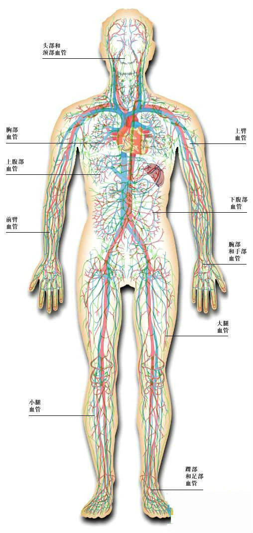 史上最全的人体解剖全图