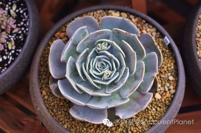 拉丁名:echeveria pollux,十二星座中双子座的代表性多肉植物(双子座