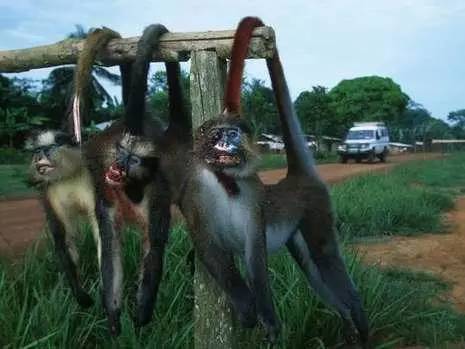 即将被烹饪得猴子 非洲很多部落直接还保留着狩猎的习惯,所以森林里