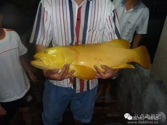 台湾黄金石斑鱼来哉!