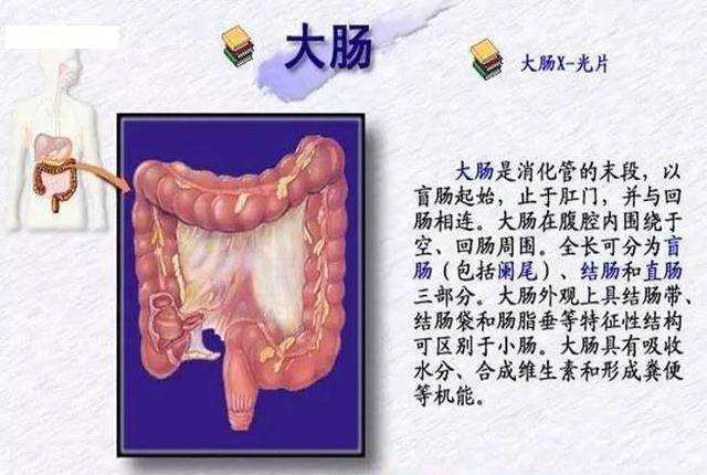 猪消化系统疾病病因剖析,最有效的治疗原则和方案