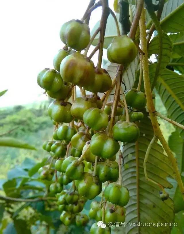 糯米香果,也叫珍珠奶果 味道甜的,有糯米香 63.