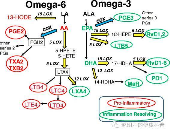 ω-6脂肪酸和ω-3脂肪酸的代谢区别