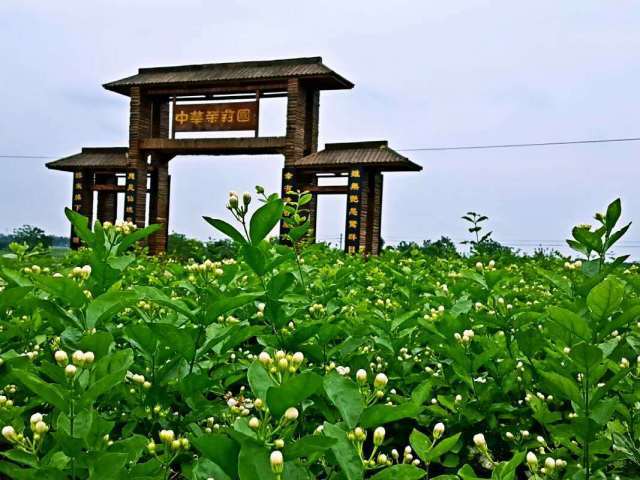 这个美丽的地方 这里有10万亩大的茉莉花园中华茉莉花园 说走就走 从