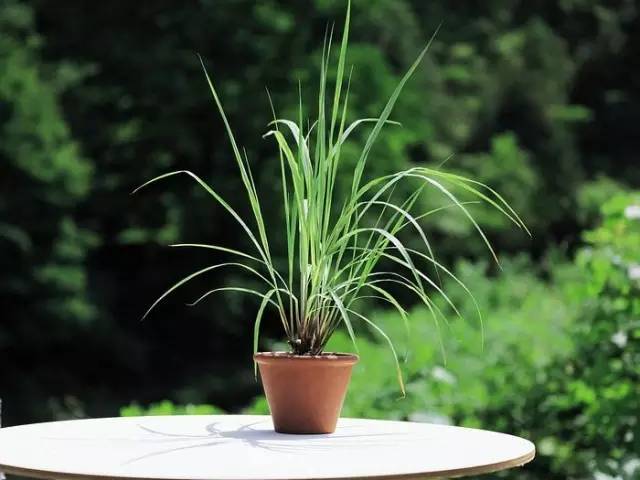 来一盆香草植物,美美香香乐全家