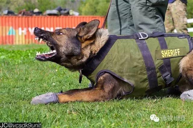 k9 警犬 军犬 我们的英雄