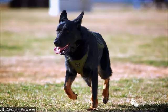 k9 警犬 军犬 我们的英雄