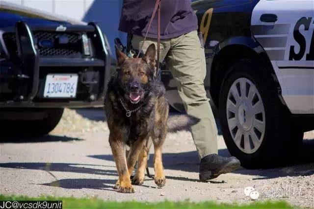 k9 警犬 军犬 我们的英雄