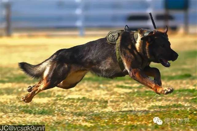 k9 警犬 军犬 我们的英雄