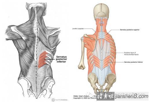 1 上后锯肌serratus posterior superior muscle