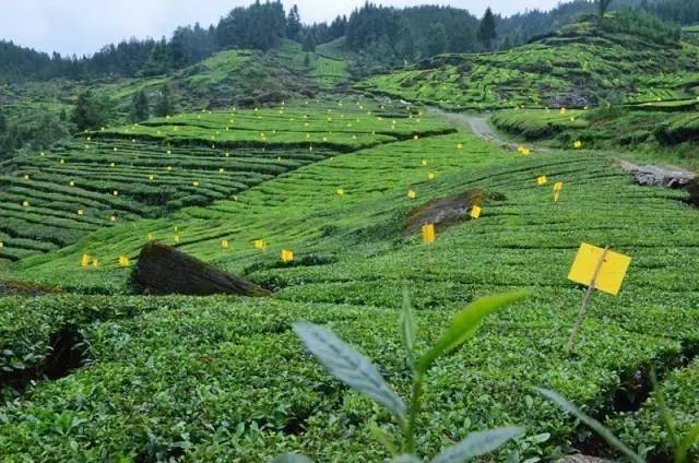 茶旅世界·最美茶园参评丨利川市猫湾出口茶园