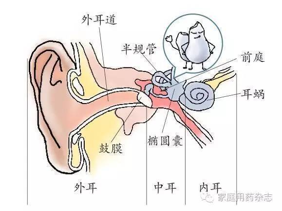 我们的耳朵包括外耳,中耳和内耳