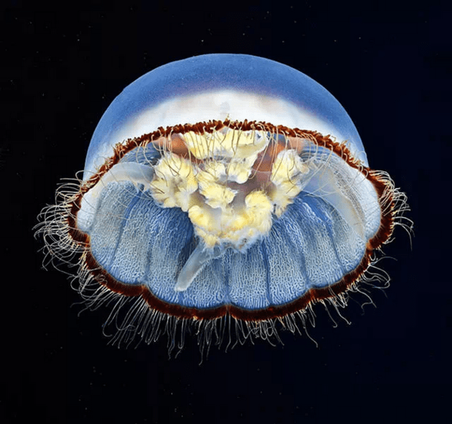 超惊艳!你从未见过的深海水母