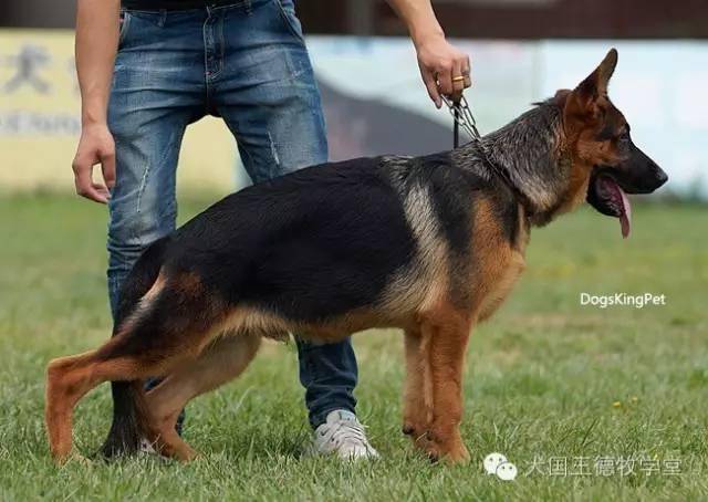 德国va萨巴特 4个月多小德牧 犬国王摄影