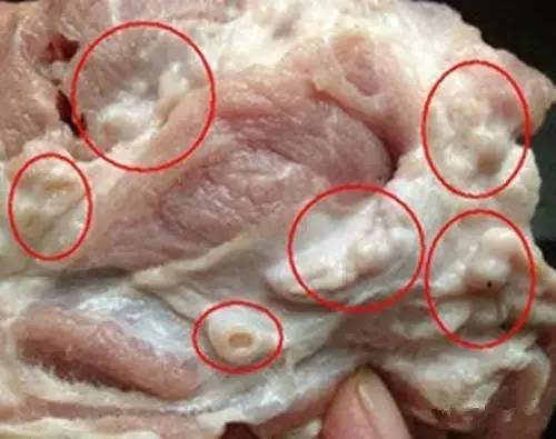 6,看淋巴:质量合格的猪肉淋巴结大小正常.