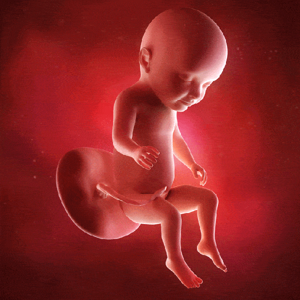 德国奥芬巴赫的心理学家通过记录胎儿脑电图波,发现胎儿还在母亲子宫