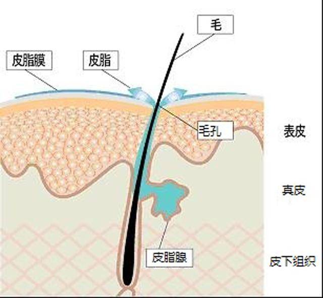 皮脂腺的开口在毛发生长的毛囊中.