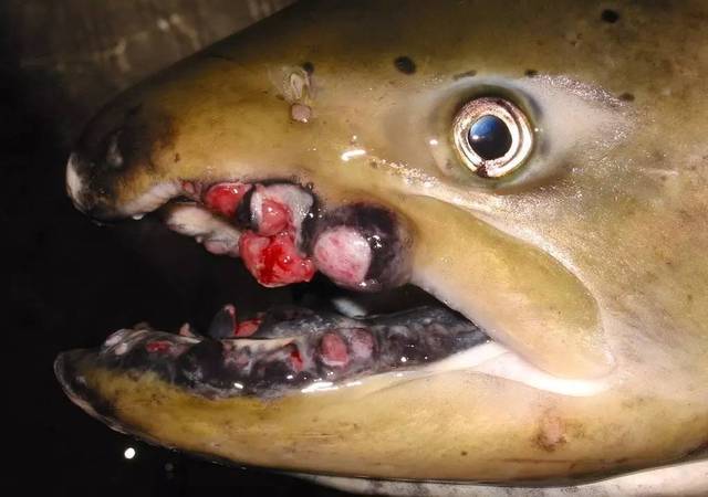 一条三文鱼嘴部的癌变肿块,被认为是受到日本福岛核辐射污染所导致
