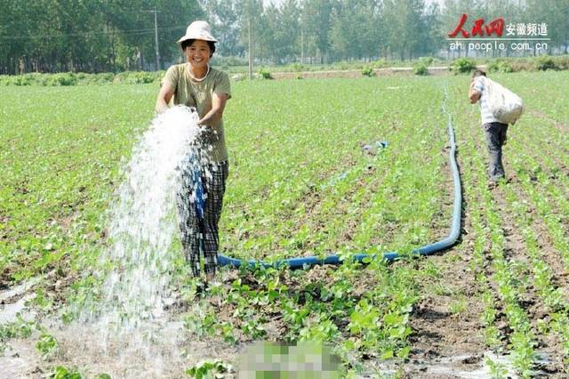 农民正在给地里的庄稼浇水(图片源自人民网安徽频道)