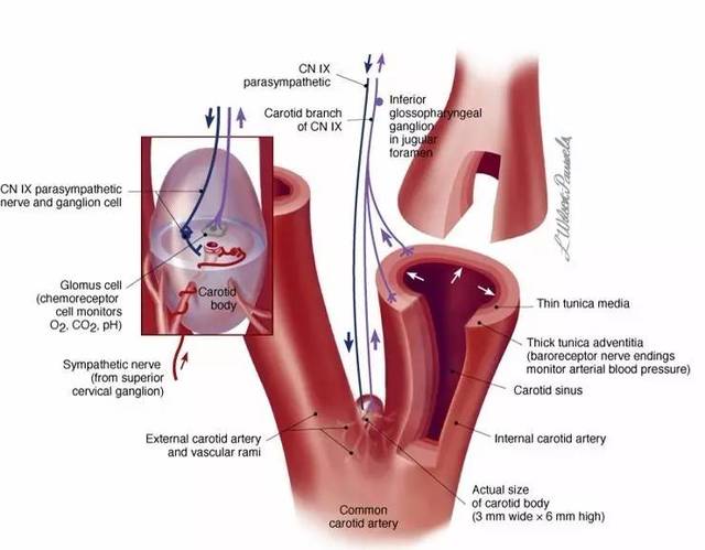 颈 动脉体 位置示意(图片来源:forensicmed)