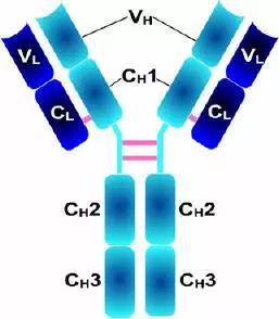 抗体的结构