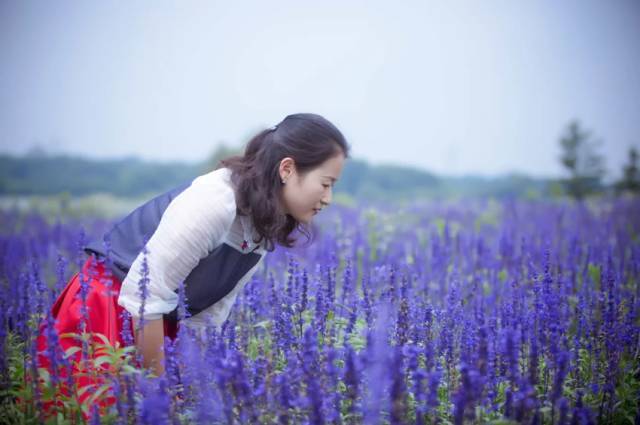 昆明周边7大薰衣草花海最全攻略!