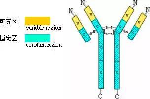抗体的结构