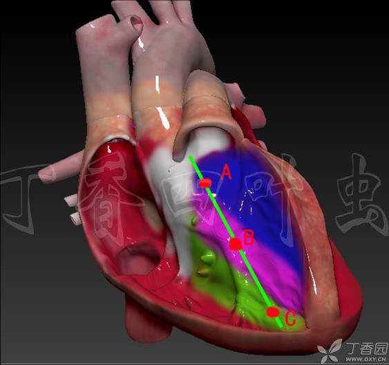 医学知识,3d心脏解剖图