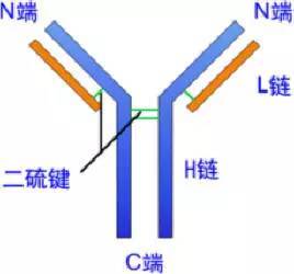 抗体的结构