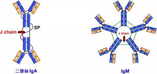 抗体的结构