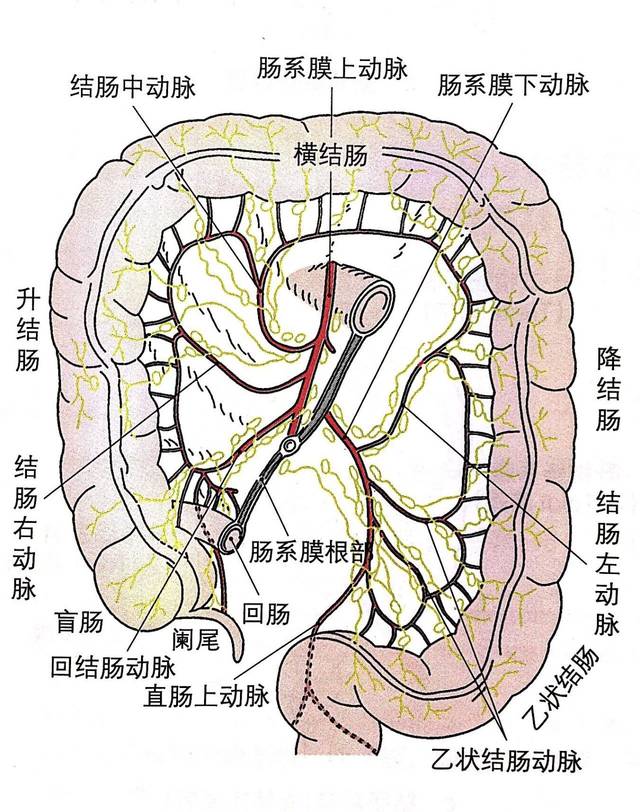 解剖笔记|结肠的淋巴回流