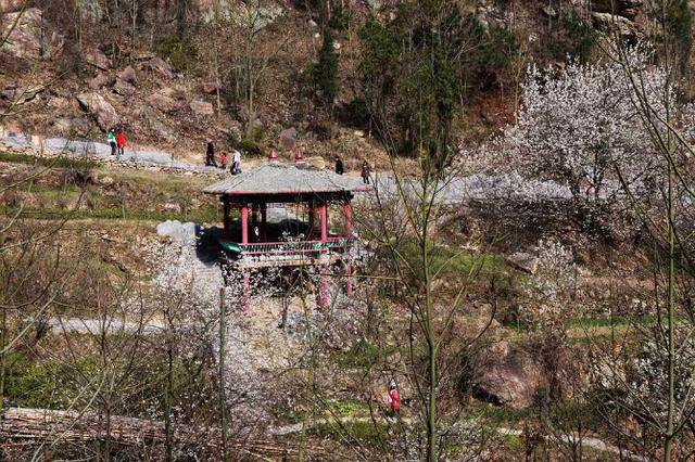 郧西天河景区樱花谷 一园一品 一园一色 四季常青