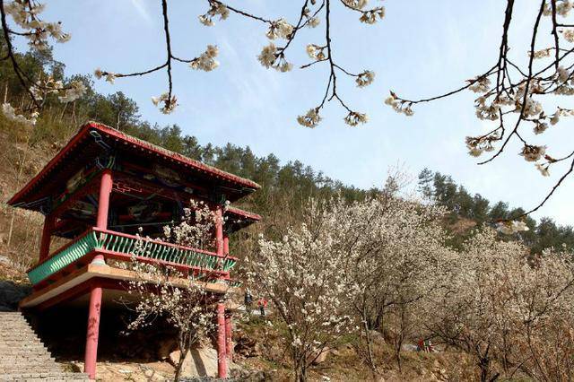 郧西天河景区樱花谷 一园一品 一园一色 四季常青