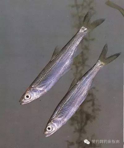 鲤科 cyprinidae 纲名: 硬骨鱼亚纲 osteichthyes 生活环境: 淡水